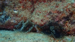 Gymnothorax vicinus