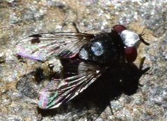 Sphenometopa fastuosa