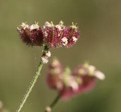 Torilis arvensis