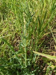 Salicornia pacifica