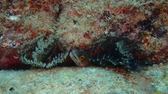 Gymnothorax vicinus