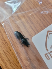 Scarites subterraneus