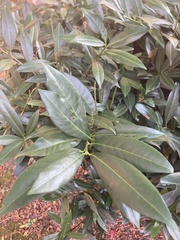 Prunus laurocerasus