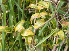 Puccinia myrsiphylli