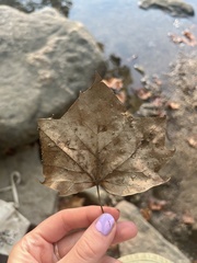 Platanus occidentalis