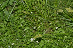 Nasturtium microphyllum
