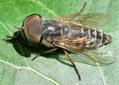 Tabanini