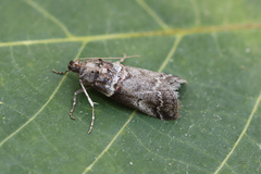 Acrobasis legatea