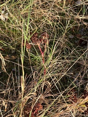 Hylotelephium maximum