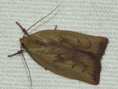 Cryptolechia triphaenatella