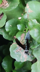 Synoeca septentrionalis