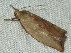 Cryptolechia triphaenatella