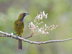 Icterus melanopsis