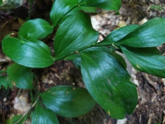Ruscus colchicus