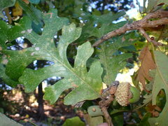 Allokermes galliformis