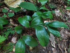 Ruscus colchicus