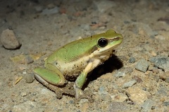 Litoria fallax