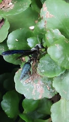 Synoeca septentrionalis