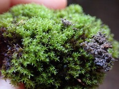 Eucladium verticillatum