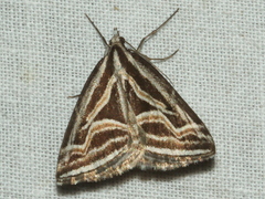 Dichromodes confluaria