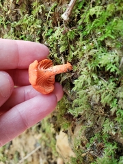 Cantharellus cinnabarinus