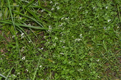 Nasturtium microphyllum