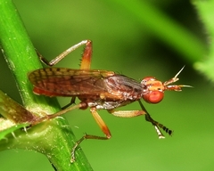 Dichetophora obliterata