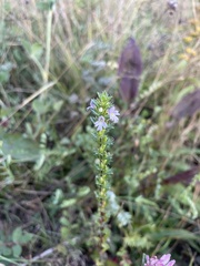 Euphrasia