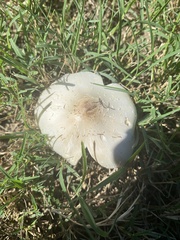 Chlorophyllum