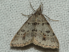 Dichromodes mesogonia