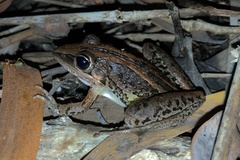 Litoria nasuta