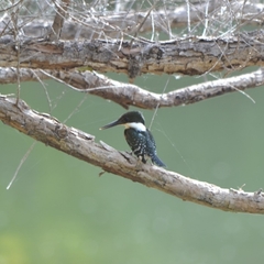 Chloroceryle americana