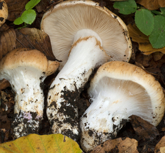 Cortinarius turmalis
