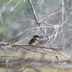 Chloroceryle americana