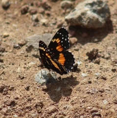 Chlosyne lacinia adjutrix