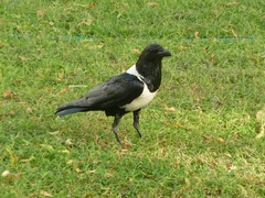 Corvus albus