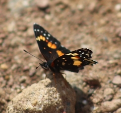 Chlosyne lacinia adjutrix