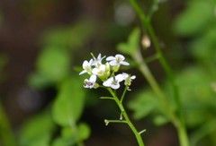 Nasturtium microphyllum