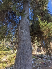 Pinus contorta murrayana