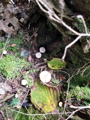 Lactarius griseus