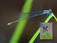 Pseudagrion jedda