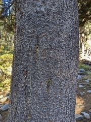 Pinus contorta murrayana