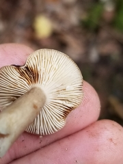 Lactarius griseus