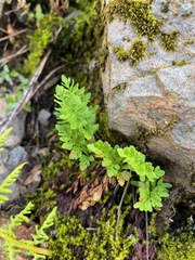Cryptogramma acrostichoides