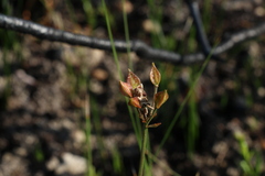 Burchardia umbellata