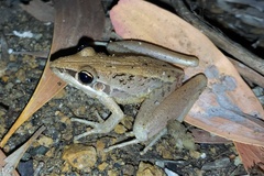 Litoria nasuta