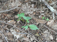 Cornus alternifolia