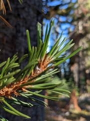 Pinus contorta murrayana
