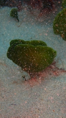 Udotea