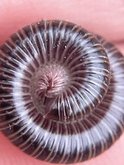 Parajulidae